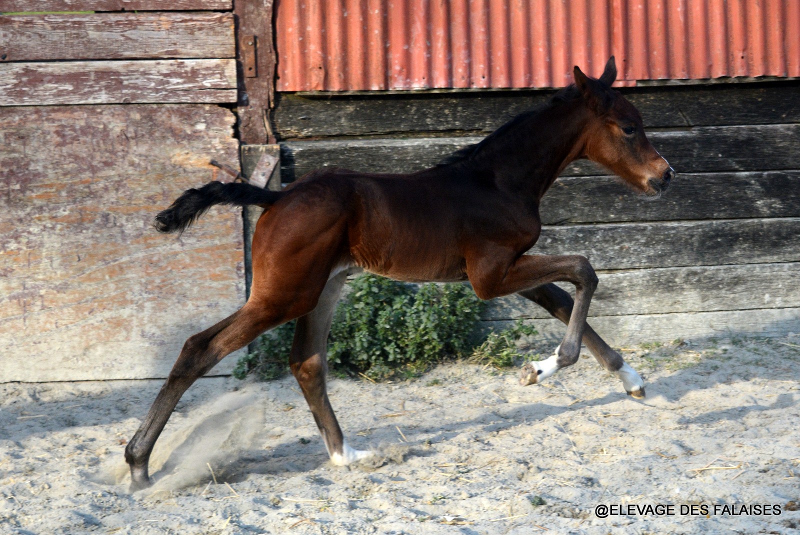 Joy des Falaises