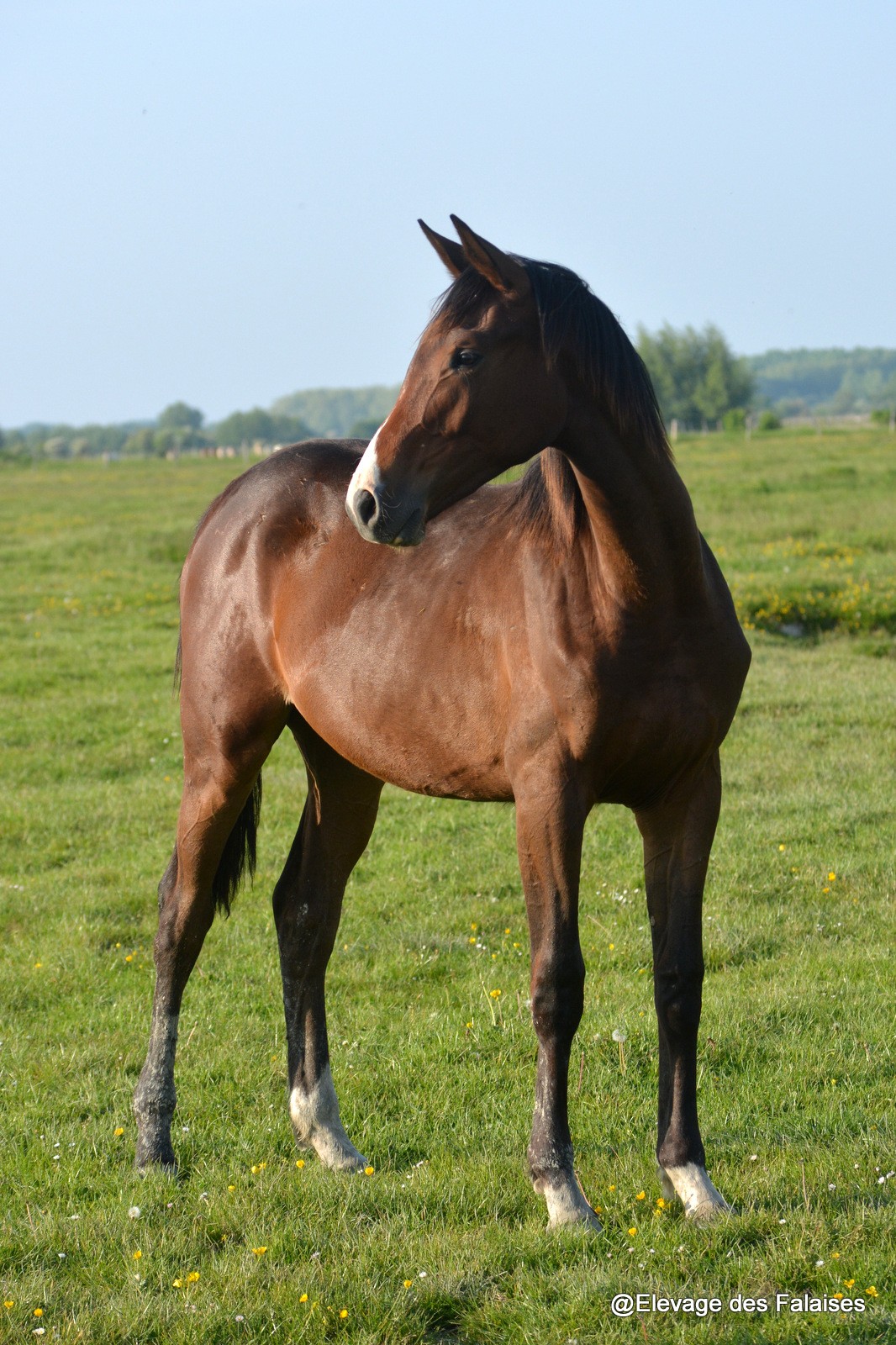 Joy des Falaises