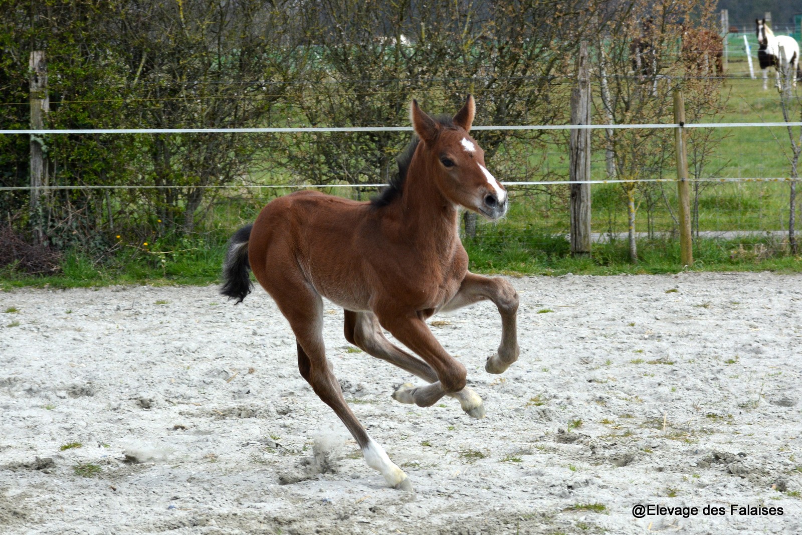  Looping des Falaises