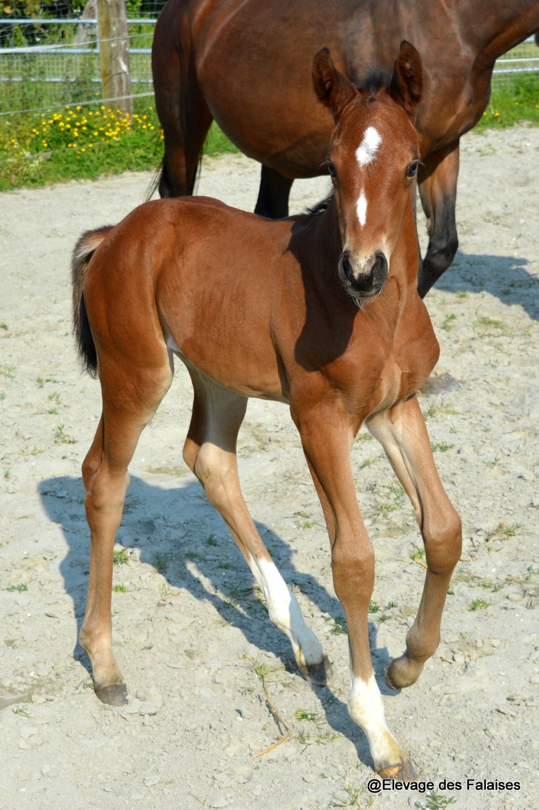 Légende des Falaises